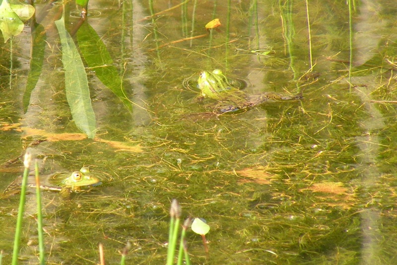 Ranocchie da identificare - Pelophylax sp., P. lessonae